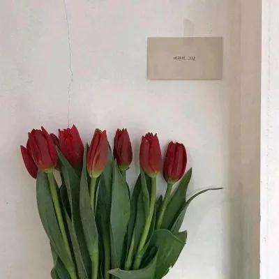 皇家骑士公测版下载